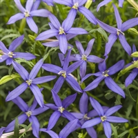 Star Flower Laurentia Beth's Blue Isotoma axillaris