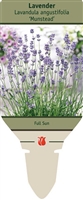 Lavandula angustifolia Lavender 'Munstead'