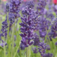 Lavandula Early Blue