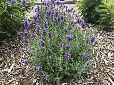 Lavender Ellagance Annet