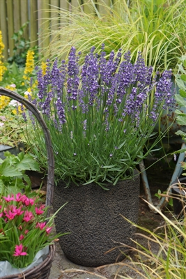 Lavender Ellagance Big Time Blue