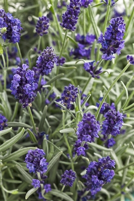 Lavender Lavandula angustifolia Sweet Romance&reg;