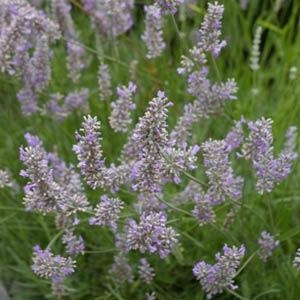 Lavender Lavandula intermedia Provence