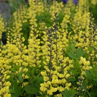 False Indigo Baptisia Lemon Meringue