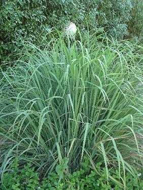 Lemon Grass