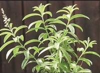Lemon Verbena Alloysia Triphylla