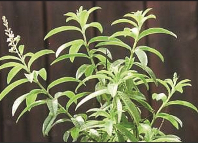 Lemon Verbena Alloysia Triphylla