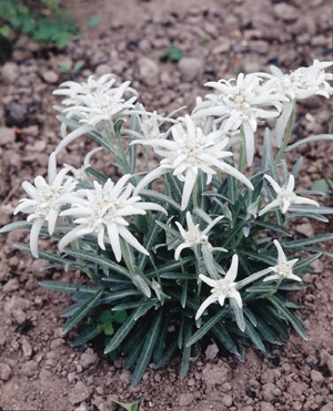 Leontopodium alpinum Edelweiss