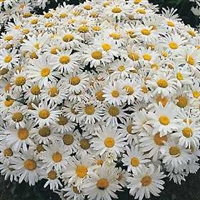 Shasta Daisy