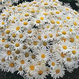 Shasta Daisy