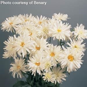 Leucanthemum Shasta Daisy Crazy Daisy