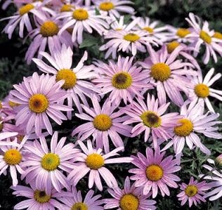 Leucanthemum weyrighii Shasta Daisy