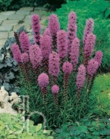 Liatris Spicata Kobold