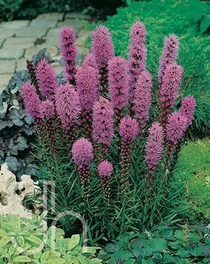 Liatris Spicata Kobold