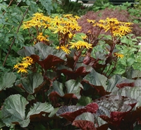 Ragwort Ligularia dentata 'Britt-Marie Crawford'