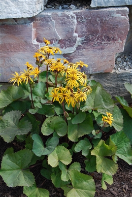Ragwort Ligularia dentata 'Othello'
