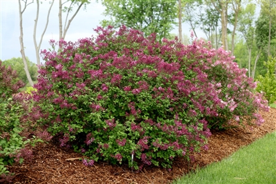 BloomerangÂ® Dark Purple Reblooming Lilac Syringa