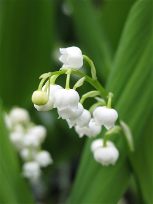 Lily of the Valley Convallaria Majalis