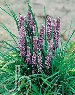 Lily Turf Liriope Big Blue