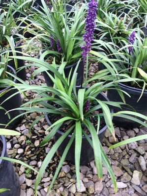 Lily Turf Liriope Royal Purple