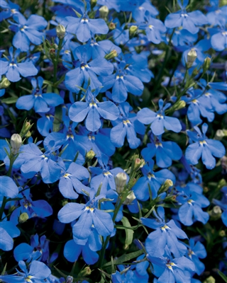 Lobelia Lucia Dark &reg; Blue hybrid