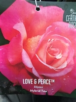 Love & Peace Hybrid Tea Rose