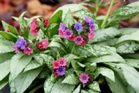 Lungwort Pulmonaria 'Silver Bouquet'