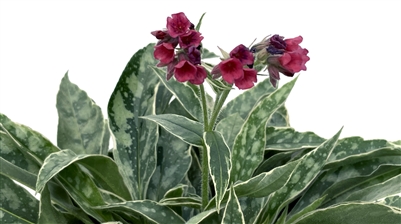 Lungwort Pulmonaria 'Raspberry Frost'