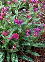 Lungwort Pulmonaria 'Raspberry Splash'