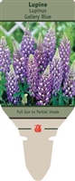 Lupine Lupinus 'Gallery Blue'