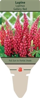 Lupine Lupinus 'Gallery Red'