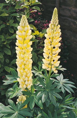 Lupine Lupinus 'Gallery Yellow'