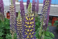 Lupine Lupinus 'Staircase&reg; Dark Blue &  Yellow'