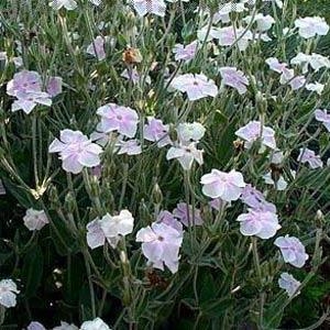 Catchfly Lychnis coronaria Angel Blush