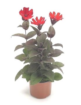 Lychnis Catchfly Lumina Bronze Leaf Red