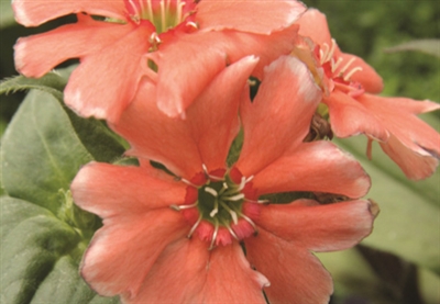 Lychnis Maltese Cross Lumina Salmon Shades