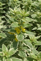 Lysimachia punctate 'Golden Alexander'