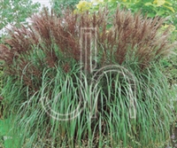 Maiden Grass Miscanthus sinensis 'Gracillimus'