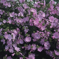 Malva Mallow Pink