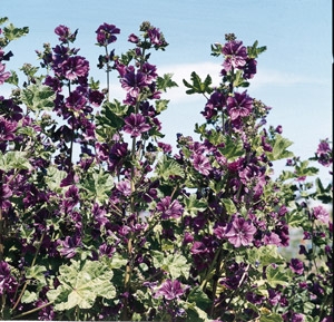 Malva sylvestris Mallow