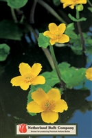 Marsh Marigold Caltha palustris