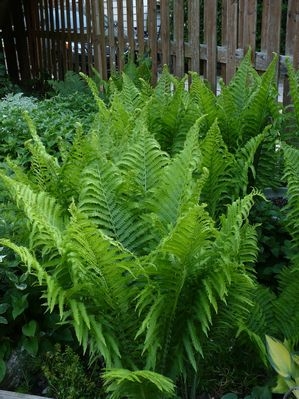 Ferns Matteuccia struthiopteris