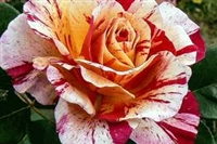 Maurice Utrillo Hybrid Tea Rose