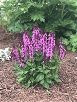 Meadow Sage Salvia nemorosa 'Rose Marvel'