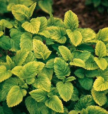 Melissa officinalis Lemon Balm Gold Leaf