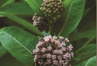 Milkweed Asclepias