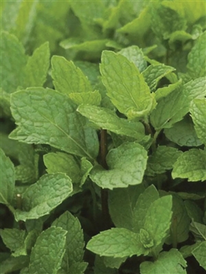 Mint Kentucky Colonel Plants