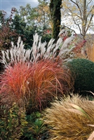 Maiden Grass Miscanthus sinensis 'Fire Dragon'