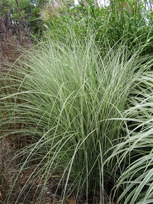Maiden Grass Miscanthus sinensis 'Morning Light'