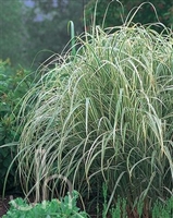 Maiden Grass Miscanthus sinensis Variegatus